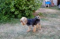 Beautiful yorkshire terrier on a grass waiting for play Royalty Free Stock Photo