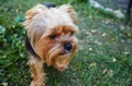 Beautiful yorkshire terrier on a grass waiting for play Royalty Free Stock Photo