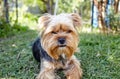 Beautiful yorkshire terrier on a grass waiting for play Royalty Free Stock Photo