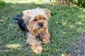 Beautiful yorkshire terrier on a grass waiting for play Royalty Free Stock Photo