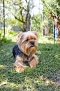 Beautiful yorkshire terrier on a grass waiting for play Royalty Free Stock Photo