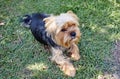 Beautiful yorkshire terrier on a grass waiting for play Royalty Free Stock Photo