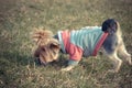 Beautiful Yorkshire terrier playing with a ball on a grass Royalty Free Stock Photo