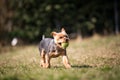 Beautiful Yorkshire terrier playing with a ball on a grass, mammal, animal concept Royalty Free Stock Photo