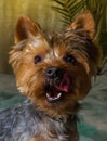 Beautiful Yorkshire terrier playing pet, friendly, playing, dog, garden, doggy Royalty Free Stock Photo