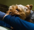 Beautiful Yorkshire terrier playing pet, friendly, playing, dog, garden, doggy Royalty Free Stock Photo