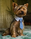 Beautiful Yorkshire terrier playing pet, friendly, playing, dog, garden, doggy Royalty Free Stock Photo