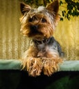 Beautiful Yorkshire terrier playing pet, friendly, playing, dog, garden, doggy Royalty Free Stock Photo