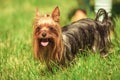 Beautiful yorkshire terrier puppy dog panting Royalty Free Stock Photo