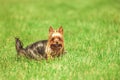 Beautiful yorkshire terrier puppy dog playing and running