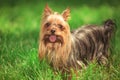 Beautiful yorkshire terrier puppy dog standing in the grass
