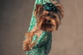 Beautiful yorkshire terrier puppy with dotty hat posing in a green sack