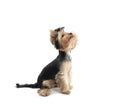 Beautiful Yorkshire terrier puppy sitting on a white background Royalty Free Stock Photo