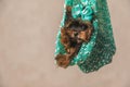 Beautiful yorkshire terrier puppy wearing blue bow and being held in the air Royalty Free Stock Photo