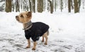 Beautiful Yorkshire Terrier standing on snow in winter Royalty Free Stock Photo