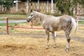 Young Arabian Horse At Mangalia Stud Farm, Romania.