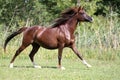 Beautiful young arabian mare galloping on pasture Royalty Free Stock Photo