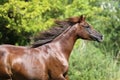 Beautiful young arabian mare galloping on pasture Royalty Free Stock Photo