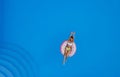 Beautiful young asian woman with inflatable ring relaxing in blue pool Royalty Free Stock Photo