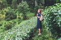 A beautiful woman picking tea leaf in a highland tea plantation Royalty Free Stock Photo