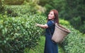 A beautiful woman picking tea leaf in a highland tea plantation Royalty Free Stock Photo