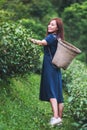 A beautiful woman picking tea leaf in a highland tea plantation Royalty Free Stock Photo