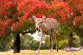 Beautiful young baby fawn deer walking in park during fall autumn foliage, colorful red leaves Royalty Free Stock Photo