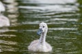 Beautiful young baby swan is swimming on a water Royalty Free Stock Photo