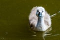 Beautiful young baby swan is swimming on a water. Royalty Free Stock Photo