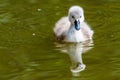 Beautiful young baby swan is swimming on a water. Royalty Free Stock Photo