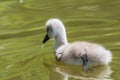 Beautiful young baby swan is swimming on a water. Royalty Free Stock Photo