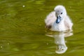 Beautiful young baby swan is swimming on a water. Royalty Free Stock Photo