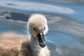 Beautiful young baby swan is swimming on a water. Royalty Free Stock Photo