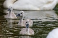 Beautiful young baby swan is swimming on a water Royalty Free Stock Photo