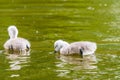 Beautiful young baby swan is swimming on a water. Royalty Free Stock Photo