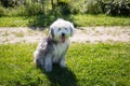 Beautiful young backlit female Old English Sheepdog sitting unleashed in park