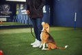 Beautiful young beagle undergoing the obedience training