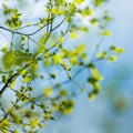 Beautiful young birch tree leaves in the spring. Fresh, green leaves in the forest. Royalty Free Stock Photo