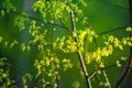 Beautiful young birch tree leaves in the spring. Fresh, green leaves in the forest. Royalty Free Stock Photo