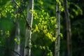 Beautiful young birch tree leaves in the spring. Fresh, green leaves in the forest. Royalty Free Stock Photo