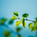 Beautiful young birch tree leaves in the spring. Fresh, green leaves in the forest. Royalty Free Stock Photo