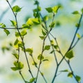 Beautiful young birch tree leaves in the spring. Fresh, green leaves in the forest. Royalty Free Stock Photo