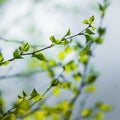 Beautiful young birch tree leaves in the spring. Fresh, green leaves in the forest. Royalty Free Stock Photo