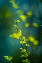 Beautiful young birch tree leaves in the spring. Fresh, green leaves in the forest. Royalty Free Stock Photo