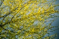 Beautiful young birch tree leaves in the spring. Fresh, green leaves in the forest. Royalty Free Stock Photo