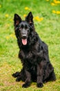 Black German Shepherd Dog Sit In Green Grass. Alsatian Wolf Dog Royalty Free Stock Photo