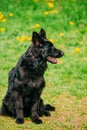 Beautiful Young Black German Shepherd Dog Sitting In Green Grass. Alsatian Wolf Dog Or German Shepherd Dog On Green Royalty Free Stock Photo