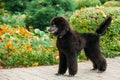 Beautiful Young Black Standard Poodle Dog Outdoor Standing Near Flower-Bed Royalty Free Stock Photo