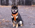 Beautiful young black and tan shiba inu dog sitting in park with mouth open