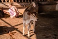 Beautiful young blonde teen girl in pink clothes stroking a cow and calf on a dairy farm